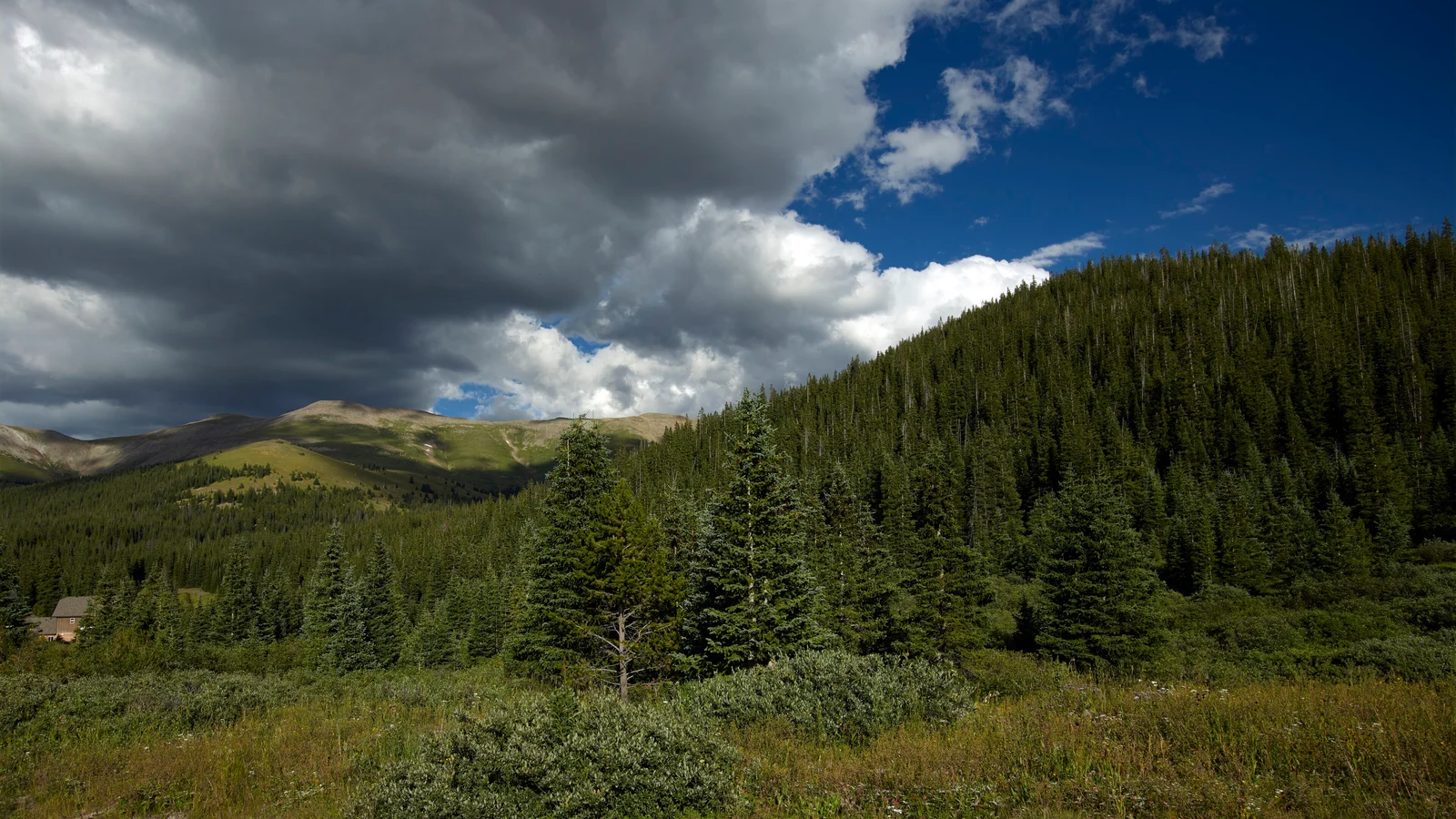 Storm clouds over a high alpine meadow and dense conifer slope beside the Top of the Rockies road near Independence Pass.