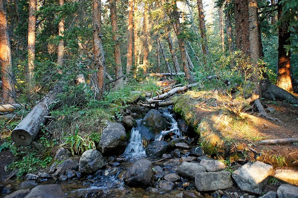Rocky creek running through forest in the Mount Massive area, photographed in 2012