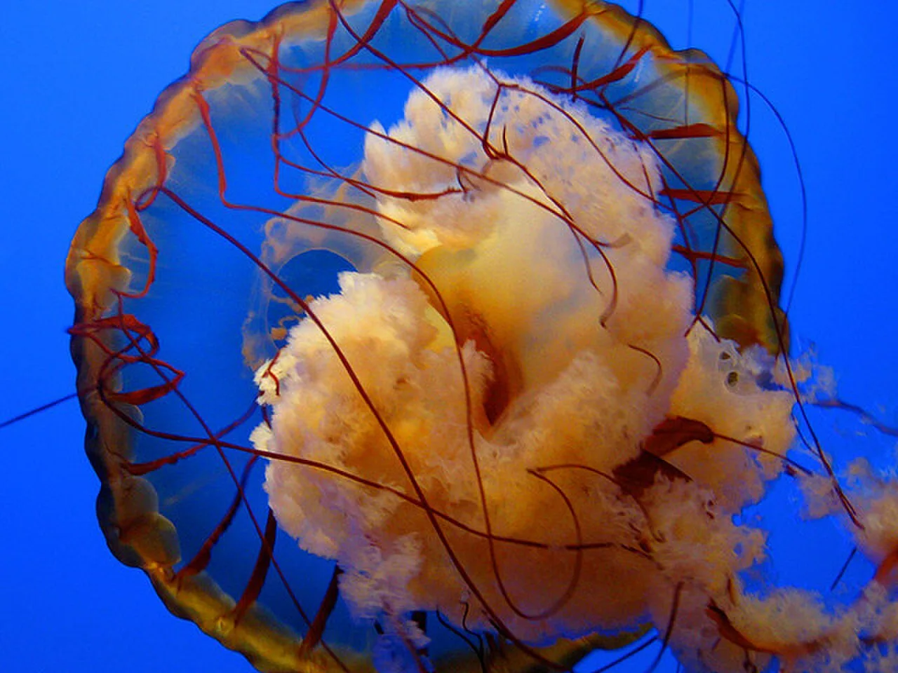 Orange jellyfish against blue water photographed at Ripley’s Aquarium of the Smokies